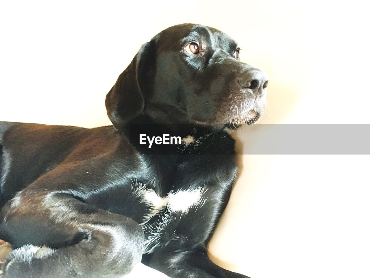 DOG SITTING OVER WHITE BACKGROUND