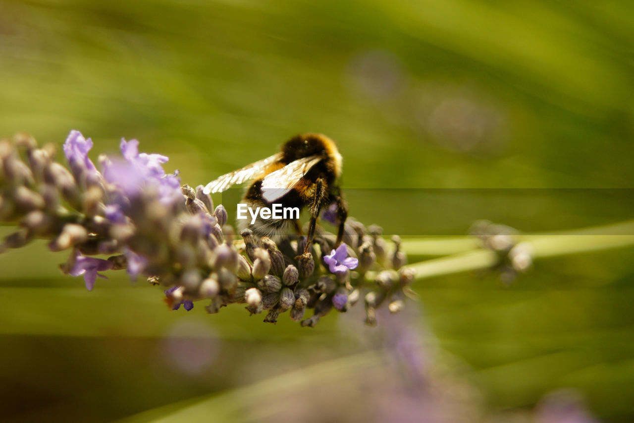 CLOSE-UP OF BEE POLLINATING ON LAVENDER