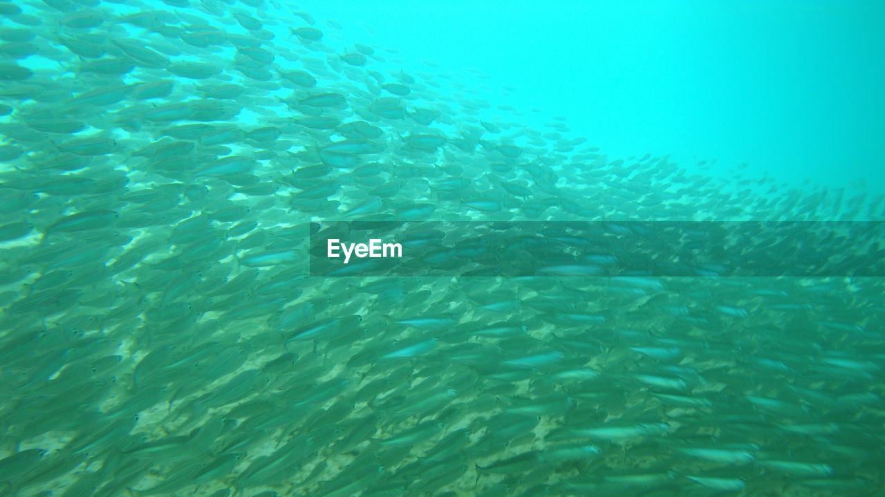 Large school of fish