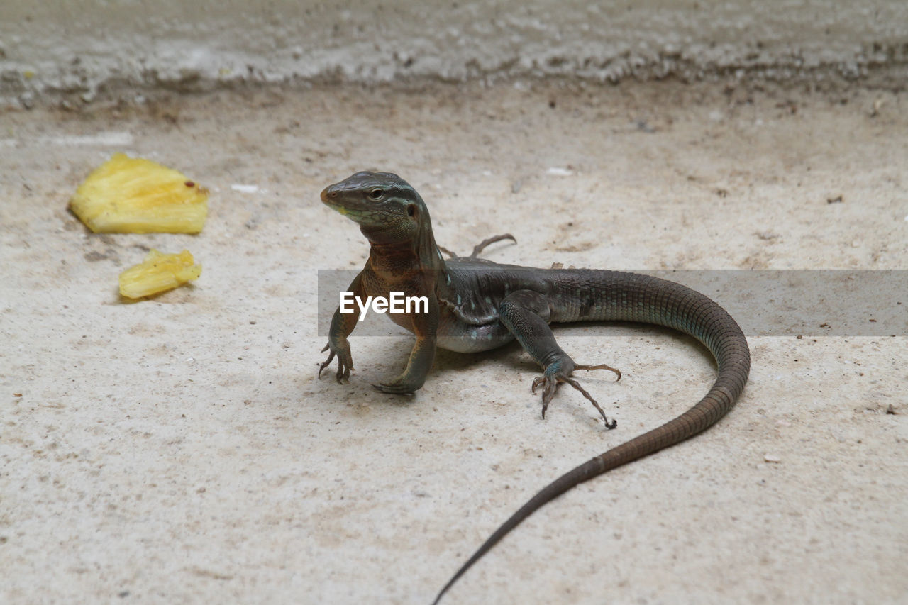 Close-up of lizard