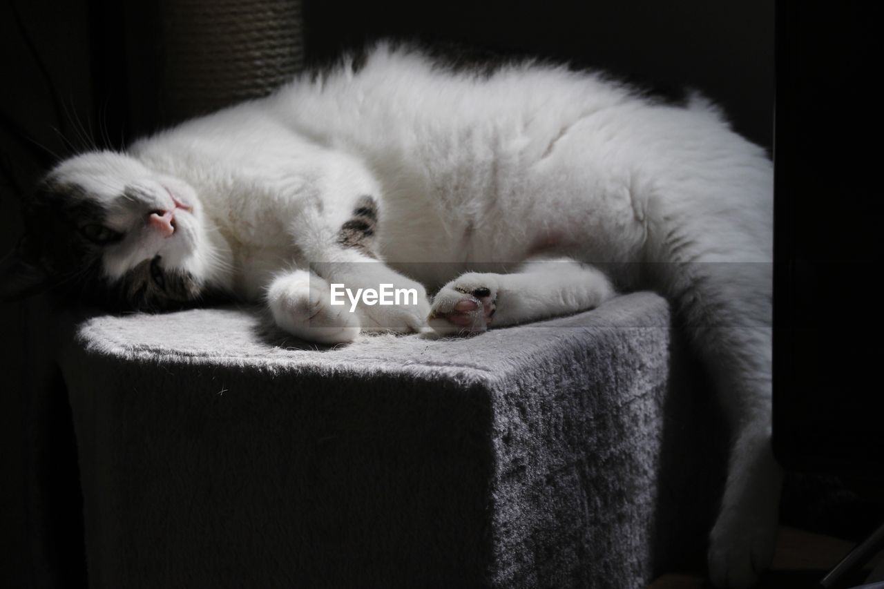 Cat sleeping on sofa