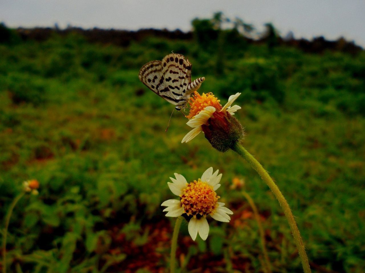 flower, one animal, animal themes, animals in the wild, insect, nature, fragility, beauty in nature, butterfly - insect, growth, plant, no people, wildlife, animal wildlife, petal, freshness, focus on foreground, outdoors, close-up, day, butterfly, flower head, pollination, perching, zinnia