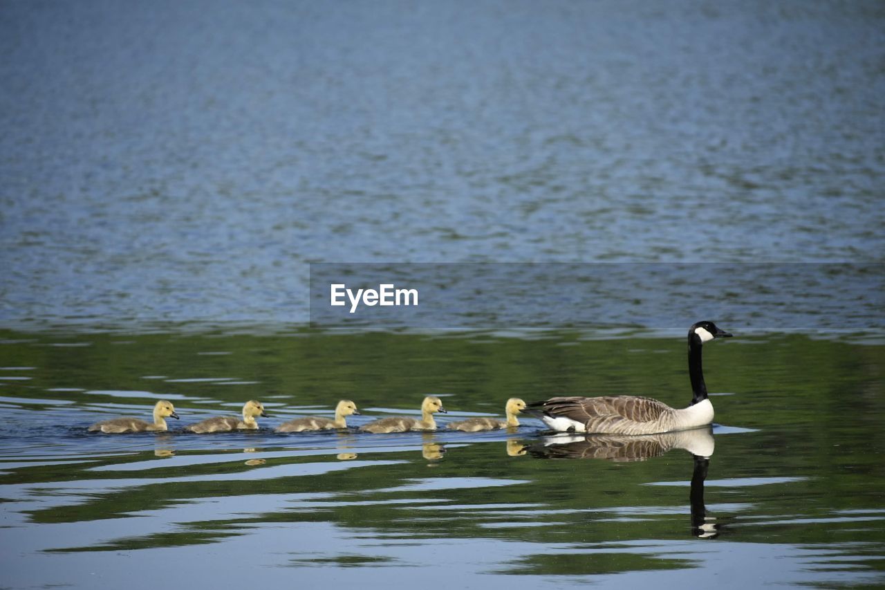 Geese swimming in lake