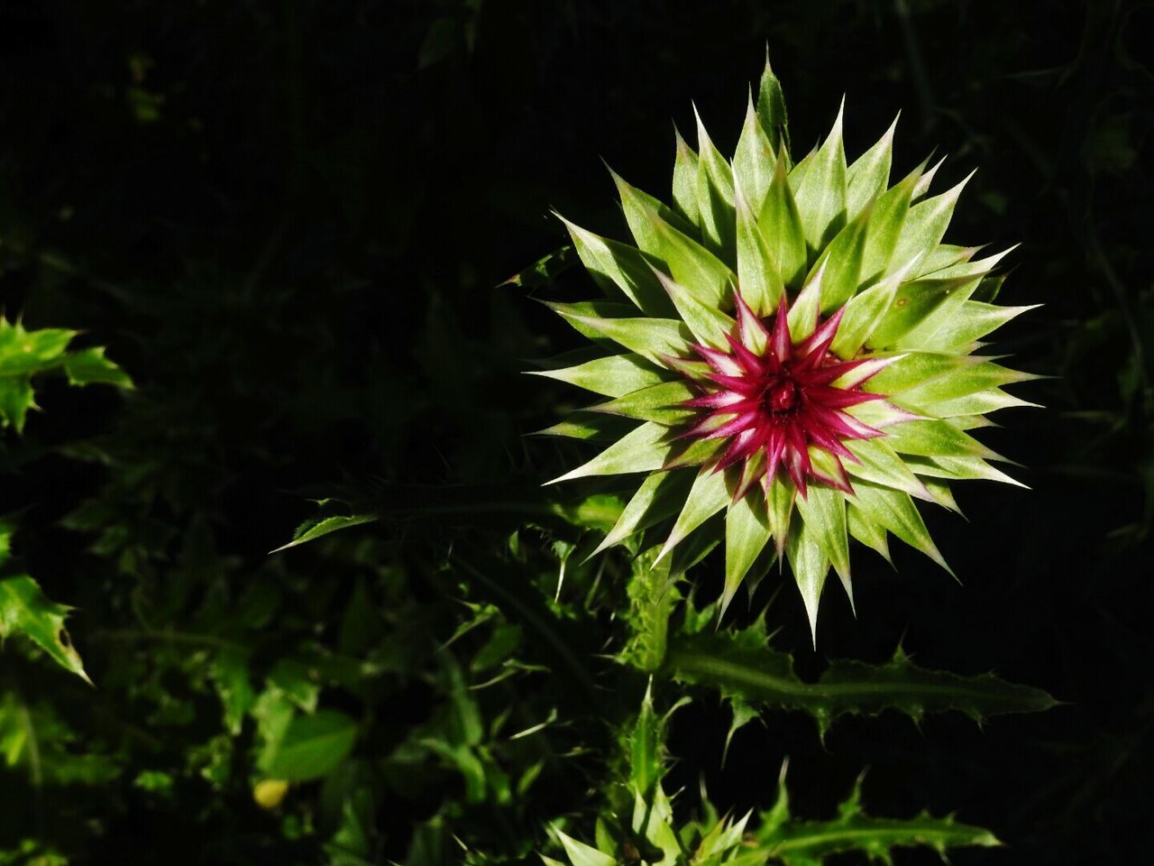 CLOSE-UP OF FLOWER