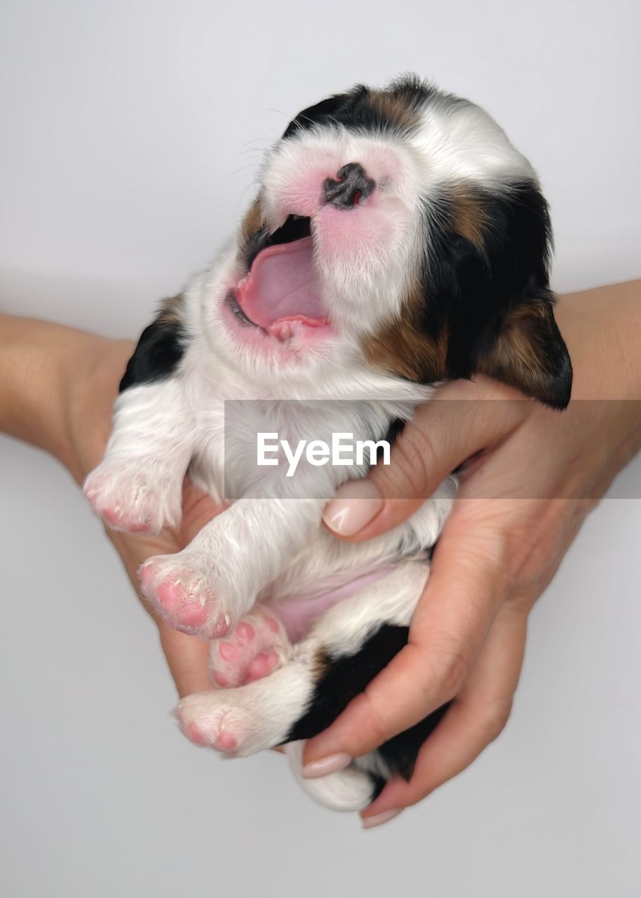 one animal, animal themes, animal, mammal, domestic animals, pet, canine, studio shot, dog, indoors, one person, hand, adult, skin, pink, gray background, women, gray, holding, puppy, young animal, animal body part, white background, lap dog, portrait, positive emotion