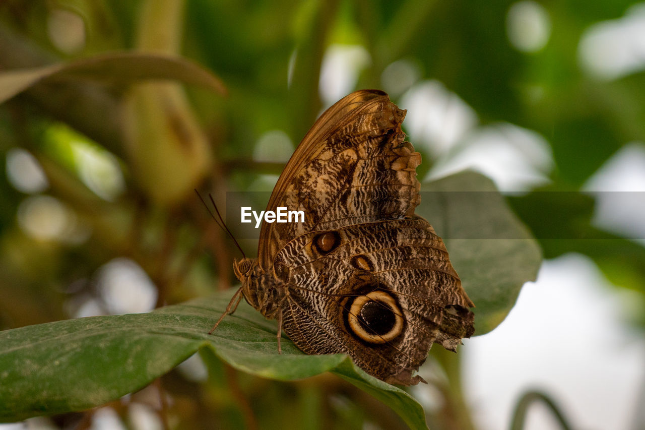 animal themes, animal, butterfly, animal wildlife, moths and butterflies, insect, one animal, macro photography, wildlife, close-up, nature, plant, tree, animal body part, no people, beauty in nature, plant part, leaf, animal wing, environment, outdoors, flower, focus on foreground, reptile, rainforest, branch, forest