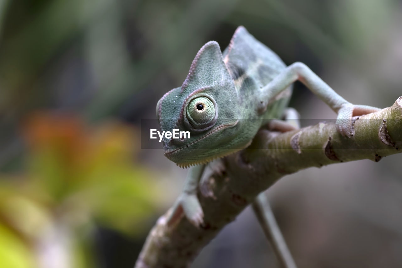 close-up of a lizard