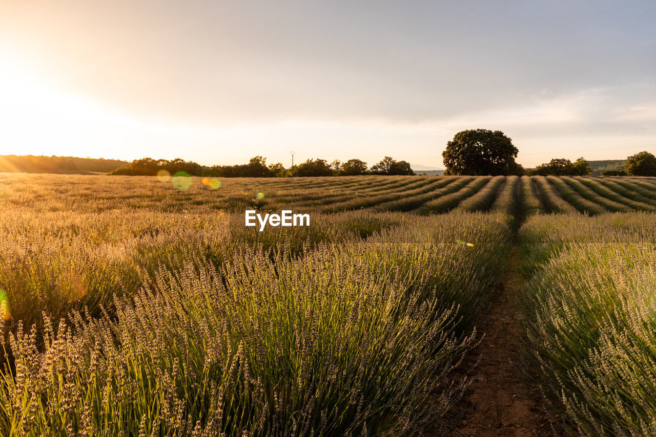 Lavender fields. summer sunset landscape in brihuega, guadalajara