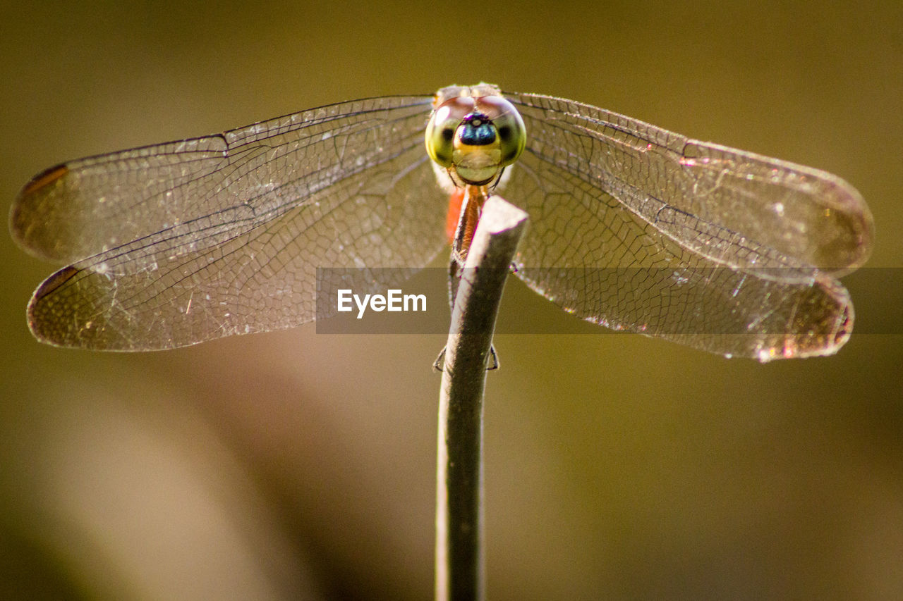 Close-up of dragonfly on flower