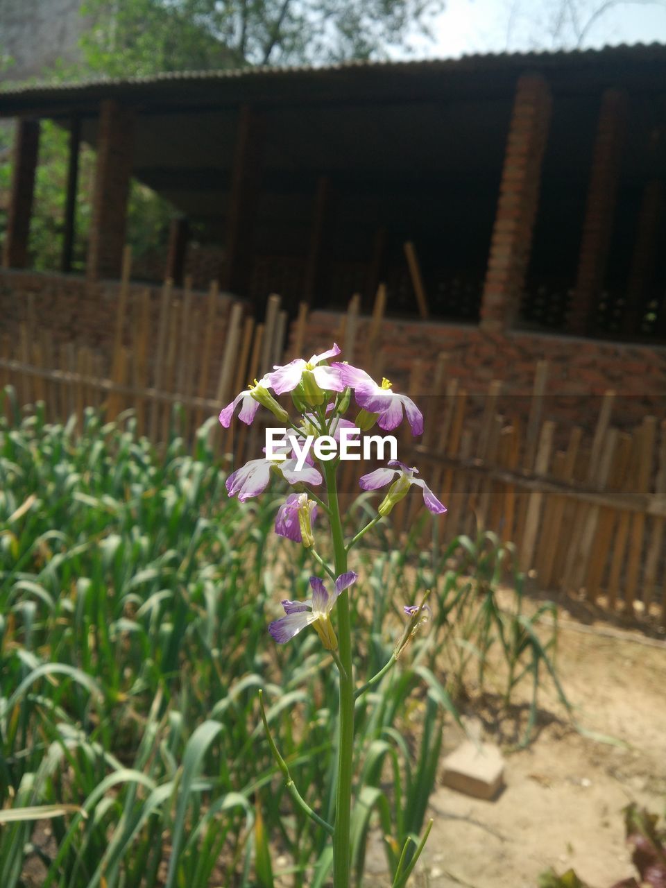 CLOSE-UP OF PURPLE FLOWERING PLANT IN BACK YARD