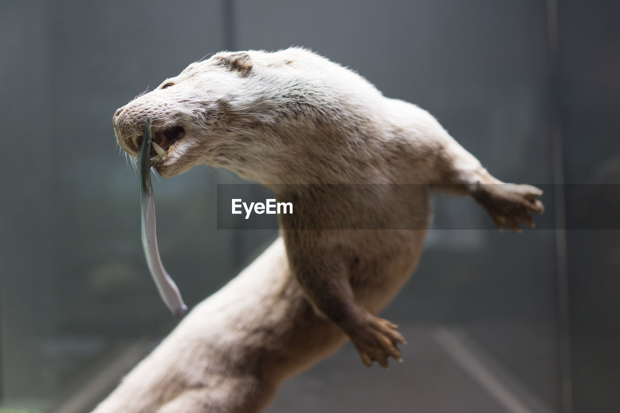 Close-up of dead animal in display at museum