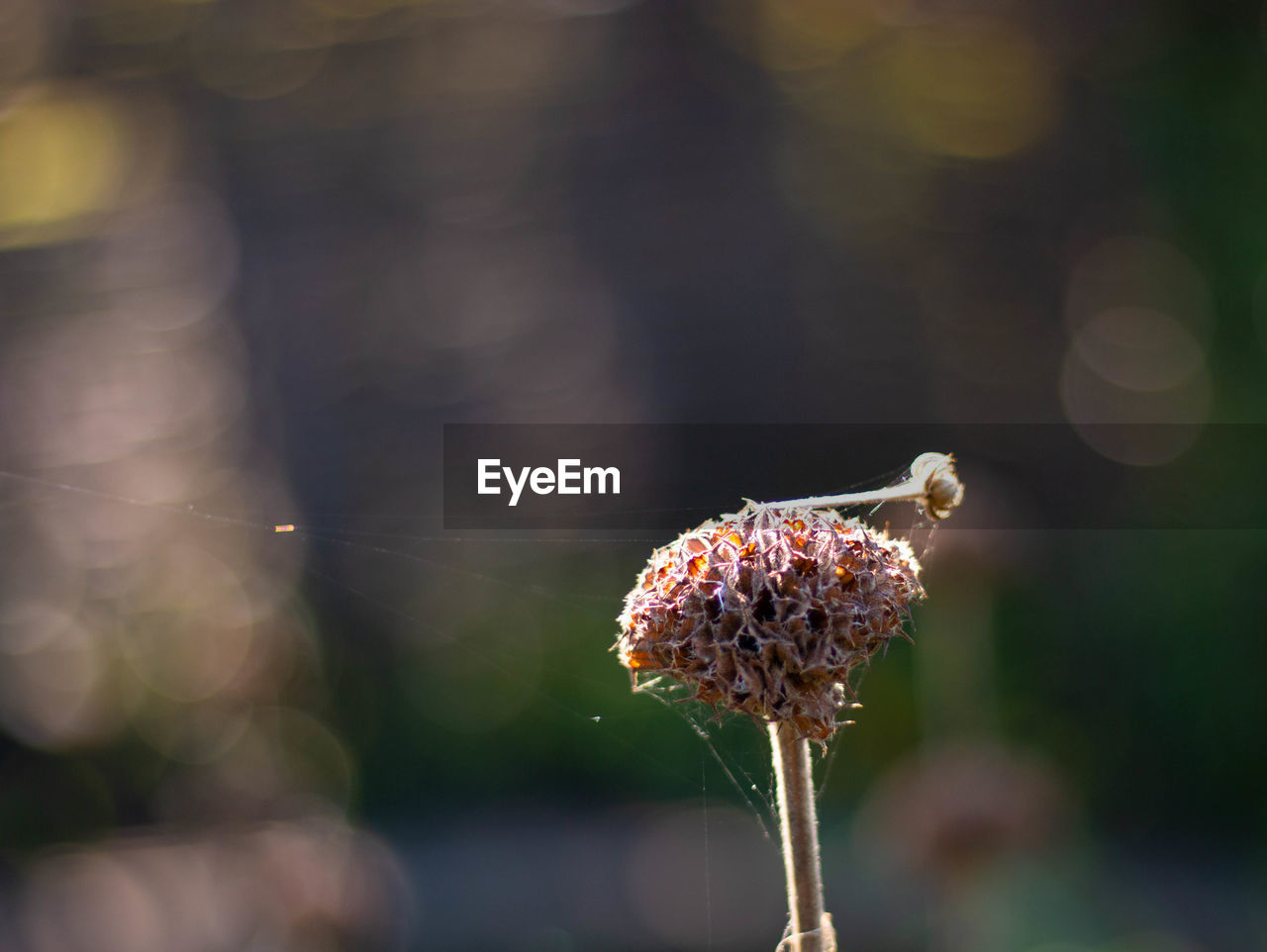 Close-up of wilted flower against blurred background