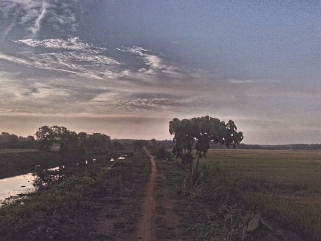 TREES ON FIELD AGAINST CLOUDY SKY