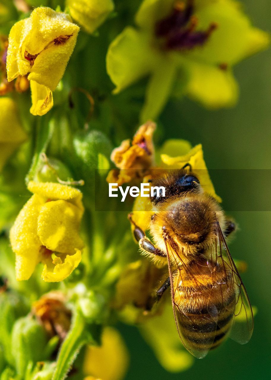 CLOSE-UP OF HONEY BEE POLLINATING ON YELLOW FLOWER