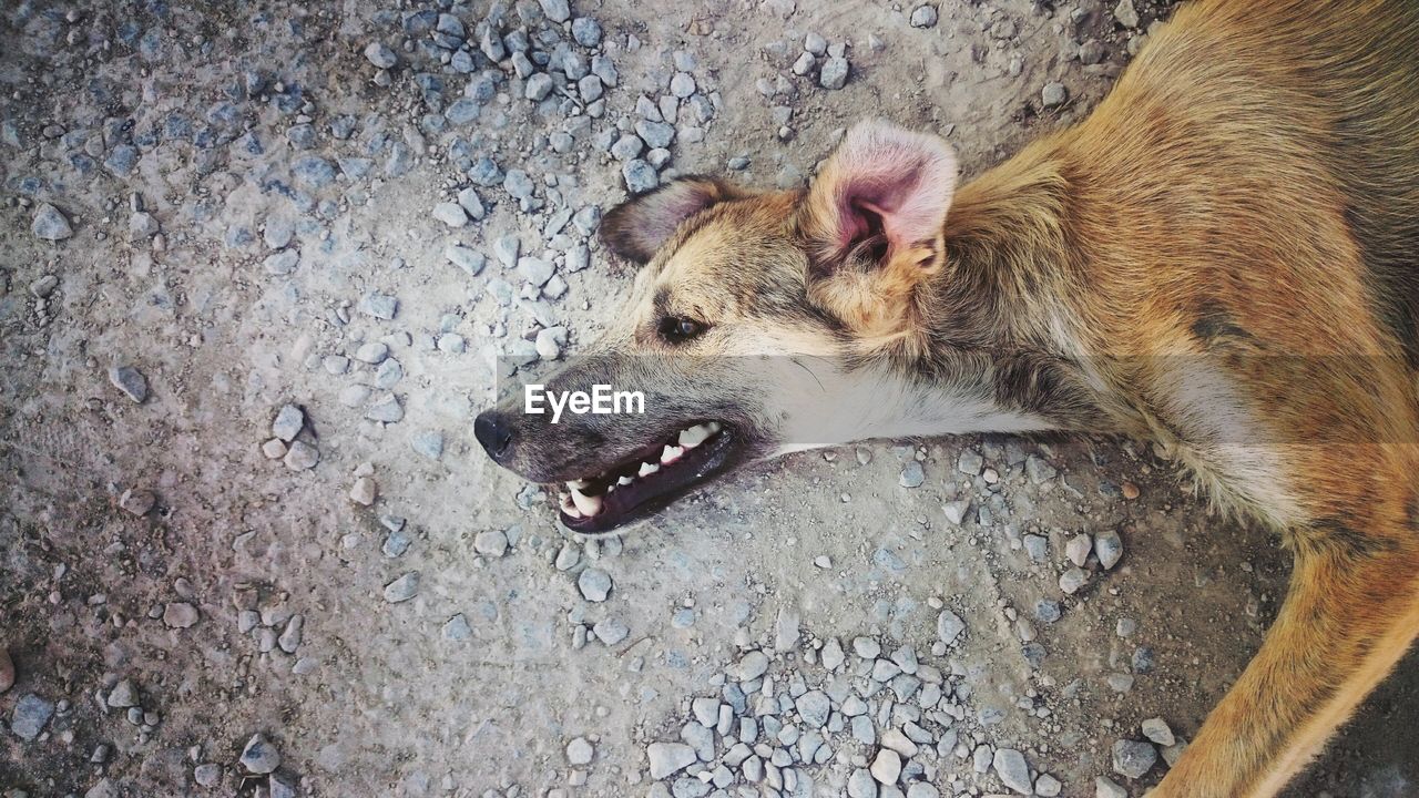 High angle view of dog lying down on road