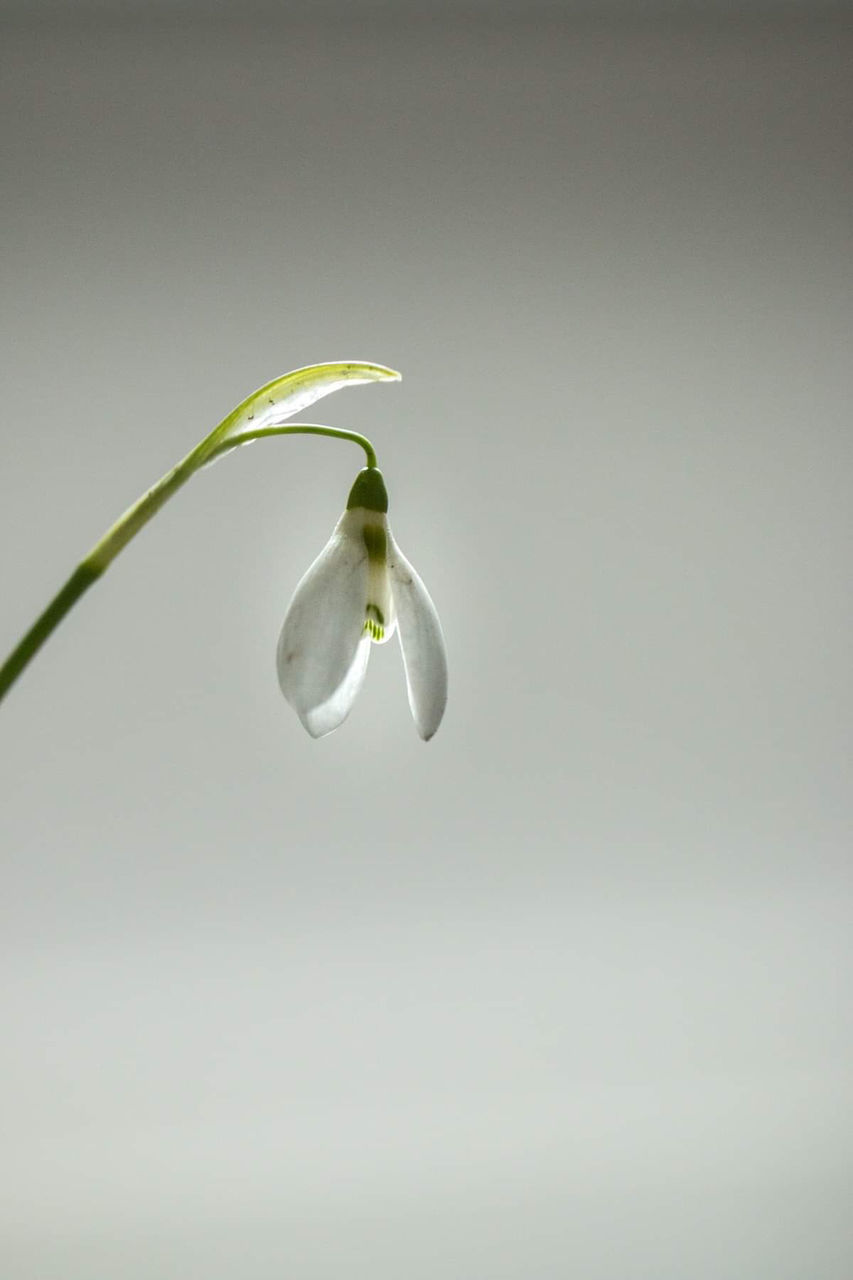 CLOSE-UP OF WHITE FLOWERING PLANT AGAINST SKY