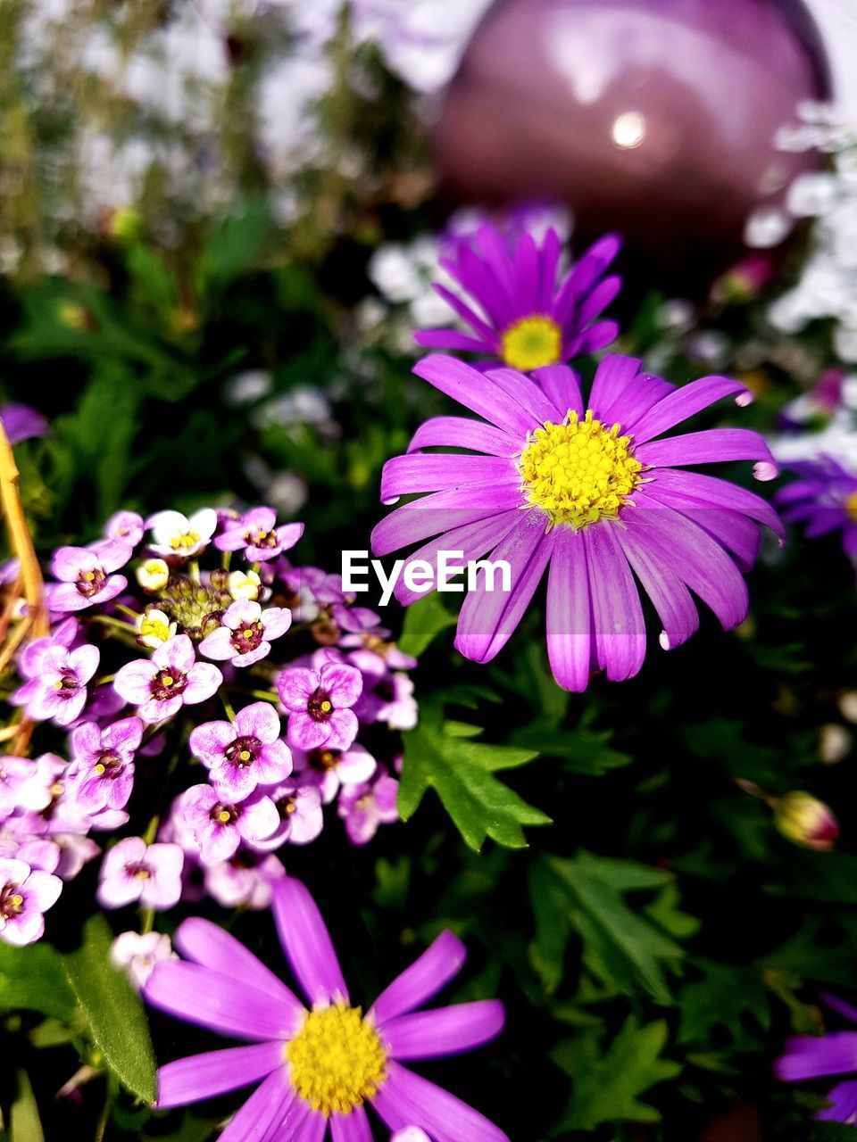 CLOSE-UP OF PURPLE FLOWERS BLOOMING