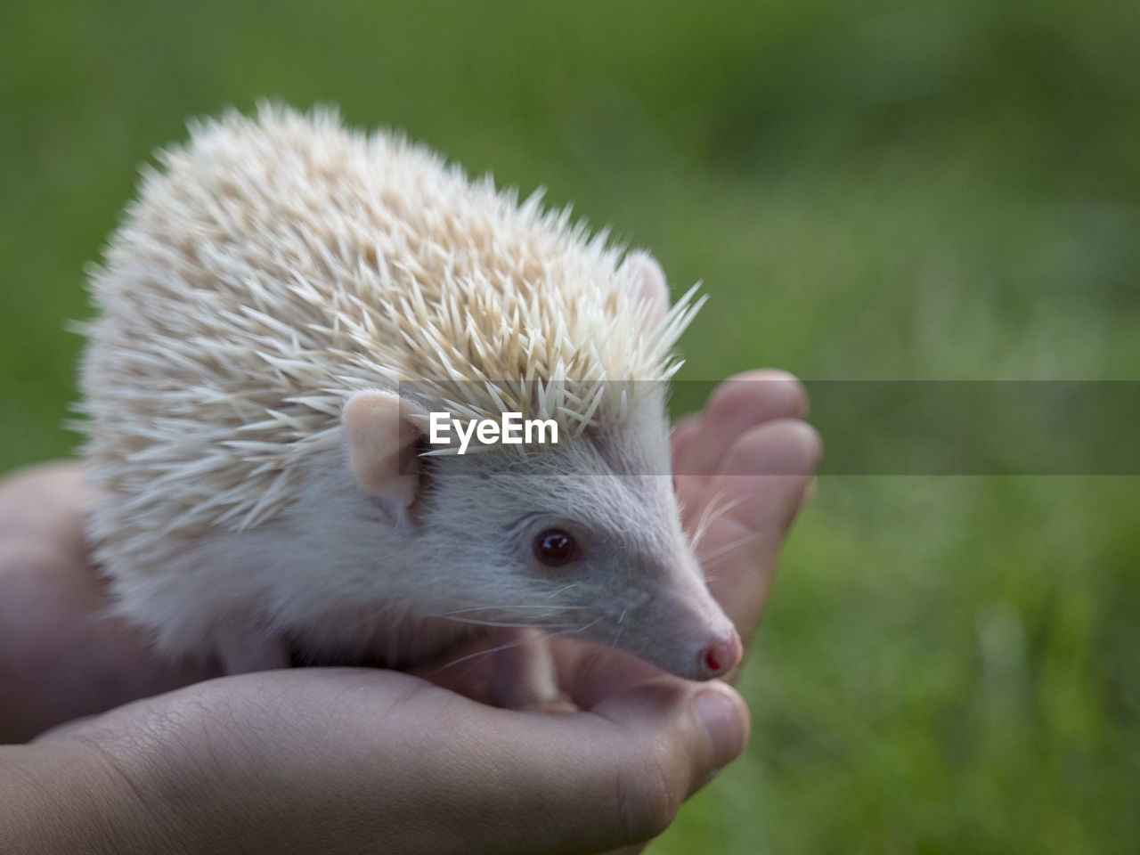 Close-up of hand holding hedgehog 