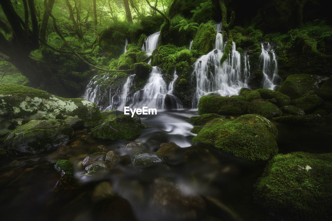 WATERFALL IN FOREST