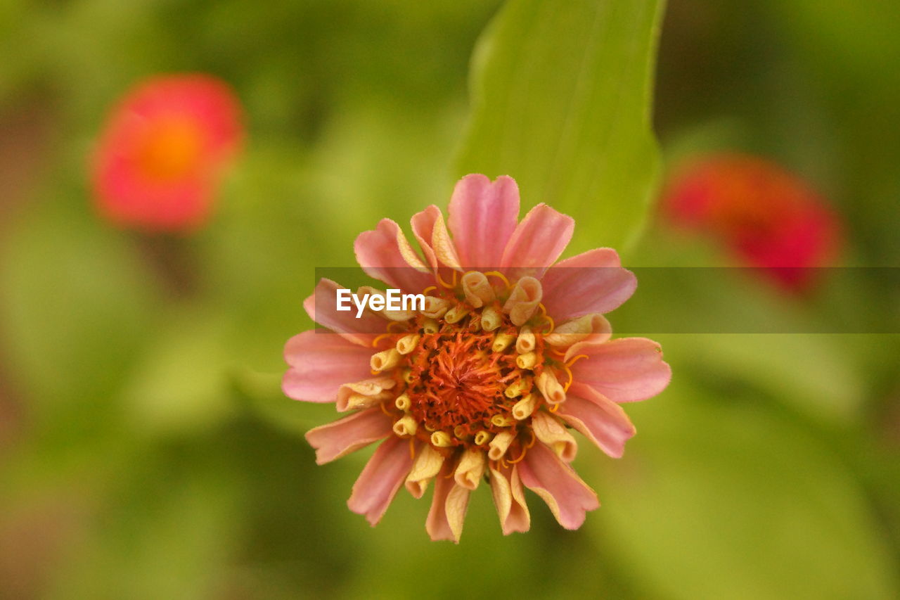 Close-up of pink flower