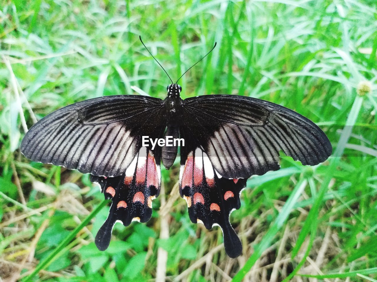 BUTTERFLY ON LEAF
