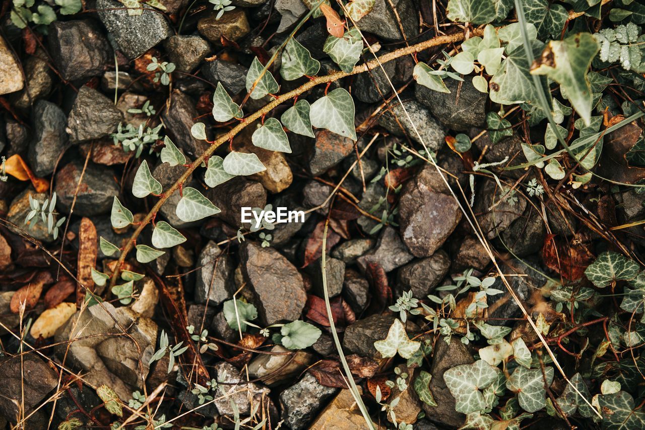 High angle view of dry leaves on field