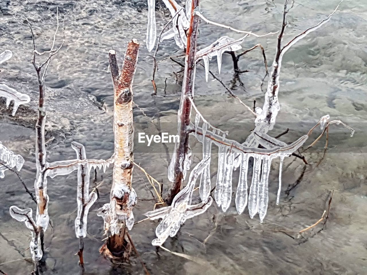 CLOSE-UP OF ICICLES ON TREE BY FROZEN LAKE