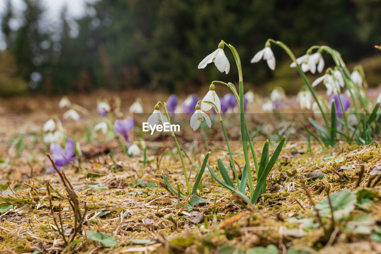 close-up of white crocus flowers on field