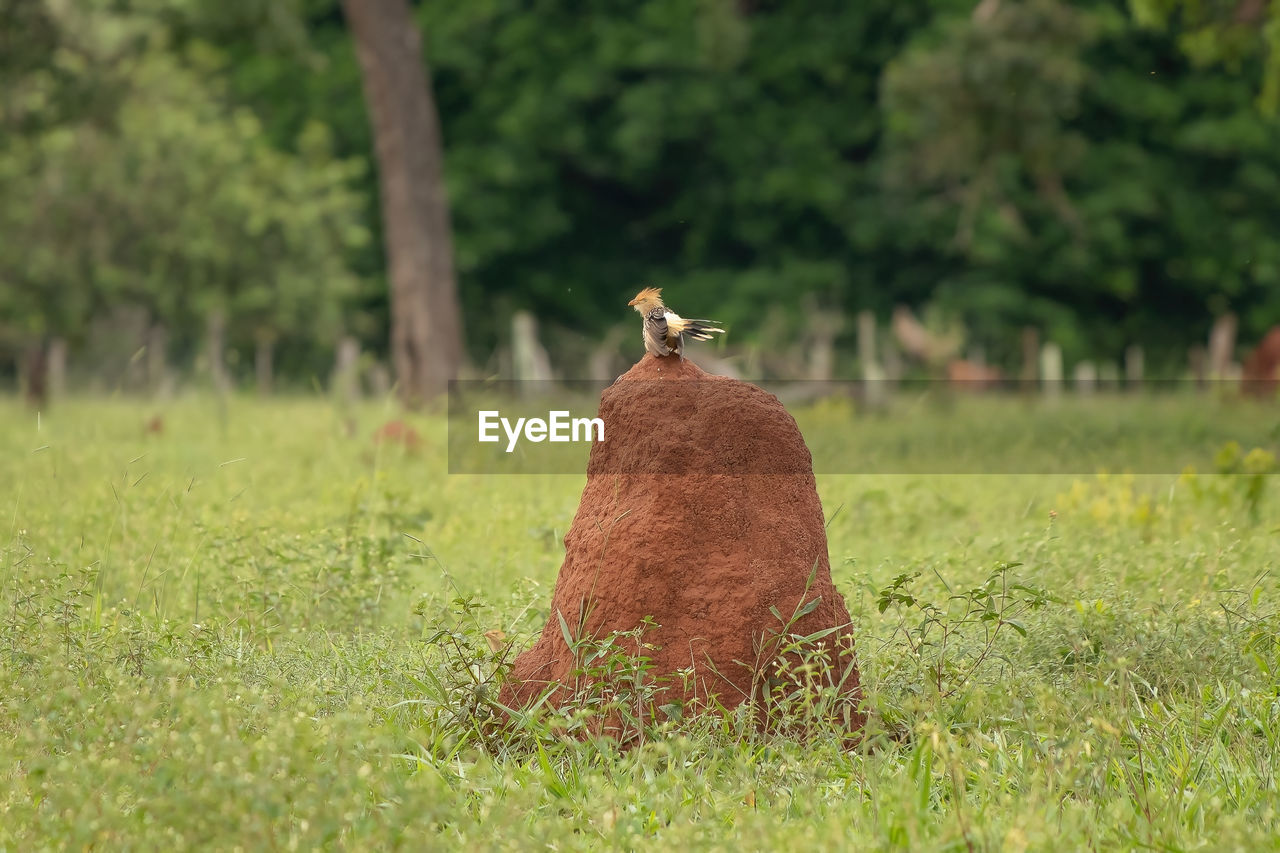 VIEW OF BIRD ON LAND