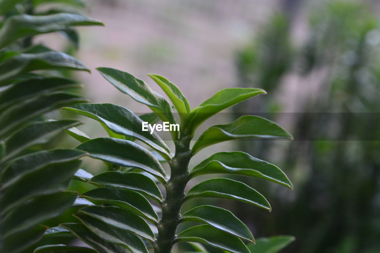 Close-up of fresh green leaves