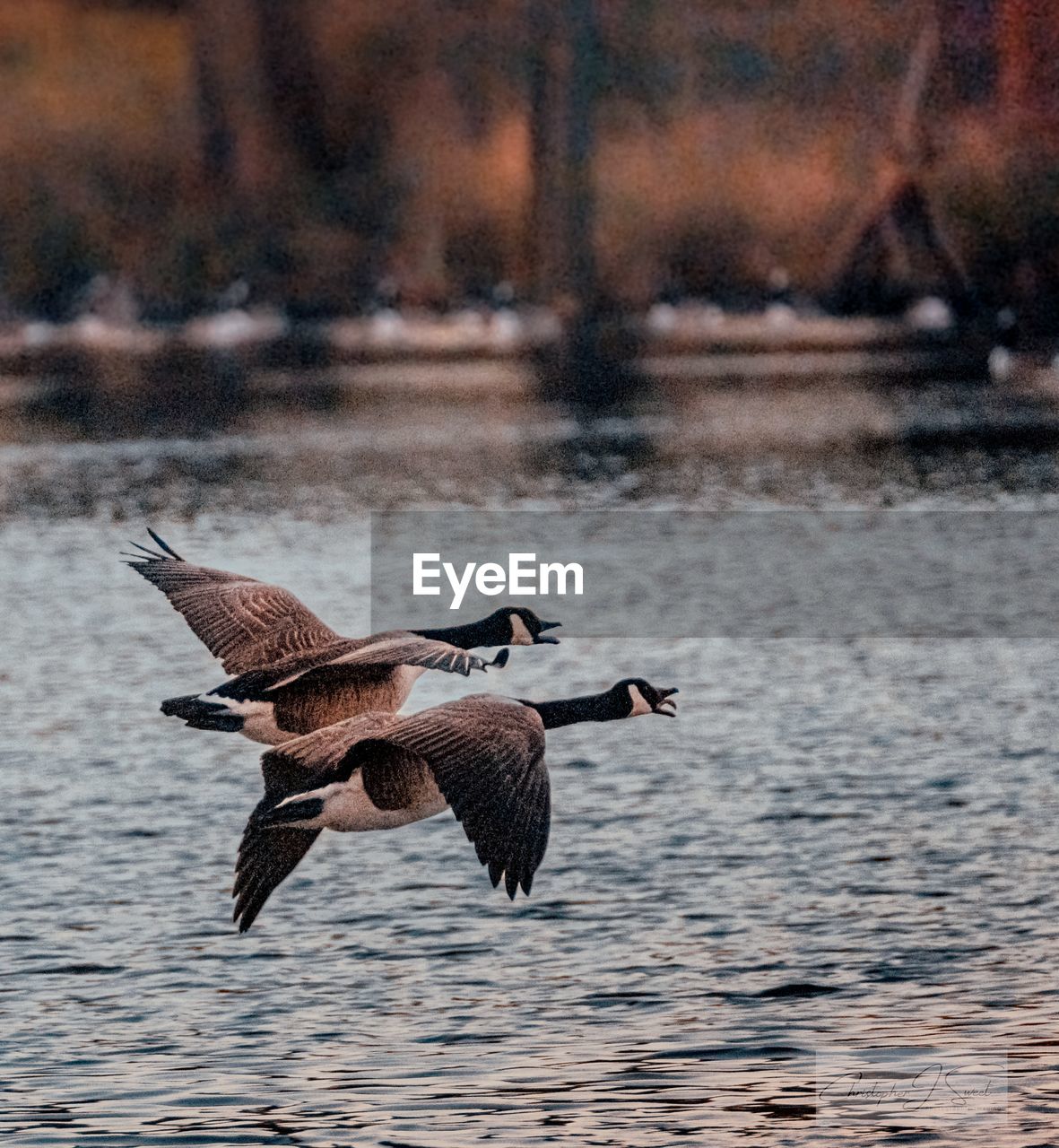 animal themes, animal, wildlife, animal wildlife, bird, water, flying, spread wings, water bird, duck, group of animals, nature, ducks, geese and swans, no people, lake, outdoors, mid-air, waterfront, day, goose, beauty in nature, focus on foreground, two animals
