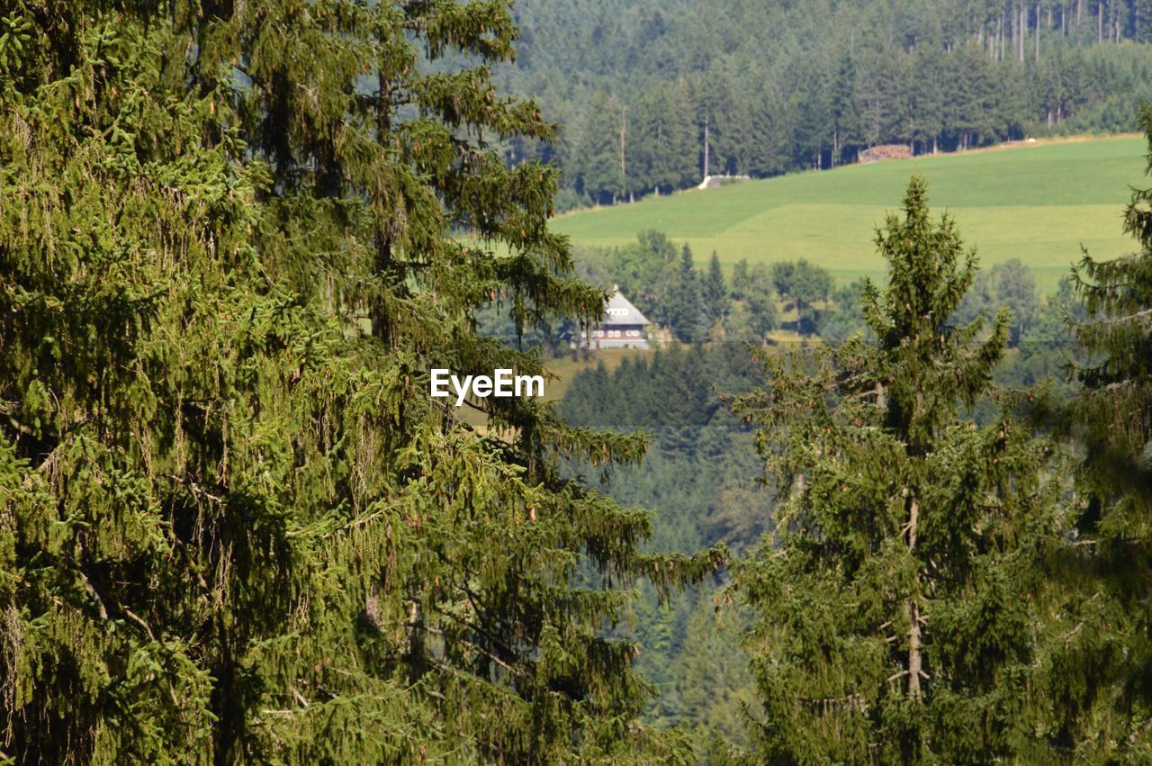 PANORAMIC VIEW OF PINE TREES AND PLANTS GROWING IN FOREST