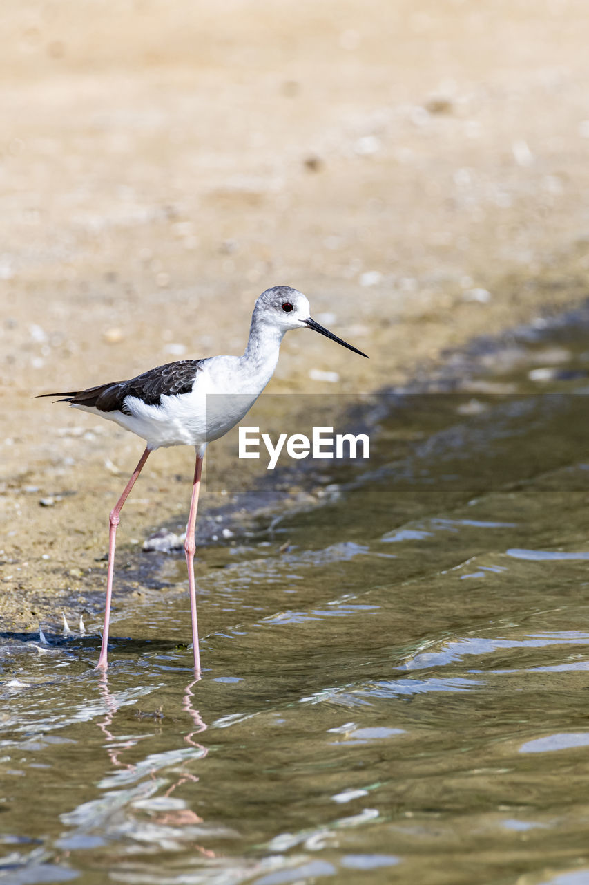 Isolated water bird, stilt bird, in the water of a pond, middle east