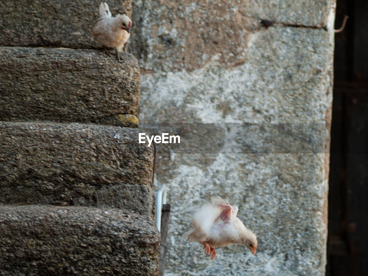 VIEW OF TWO DUCKS