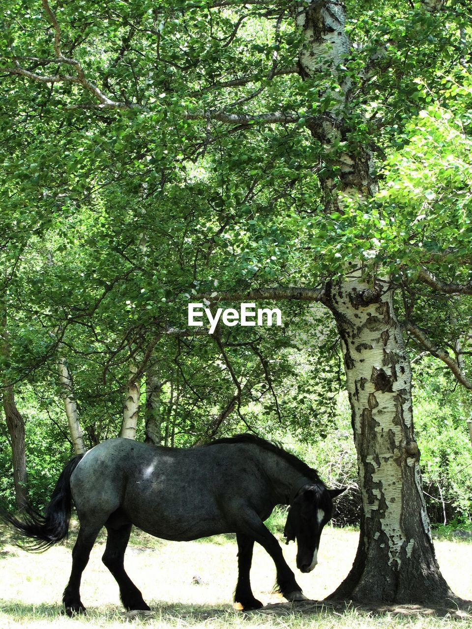 Horse by tree