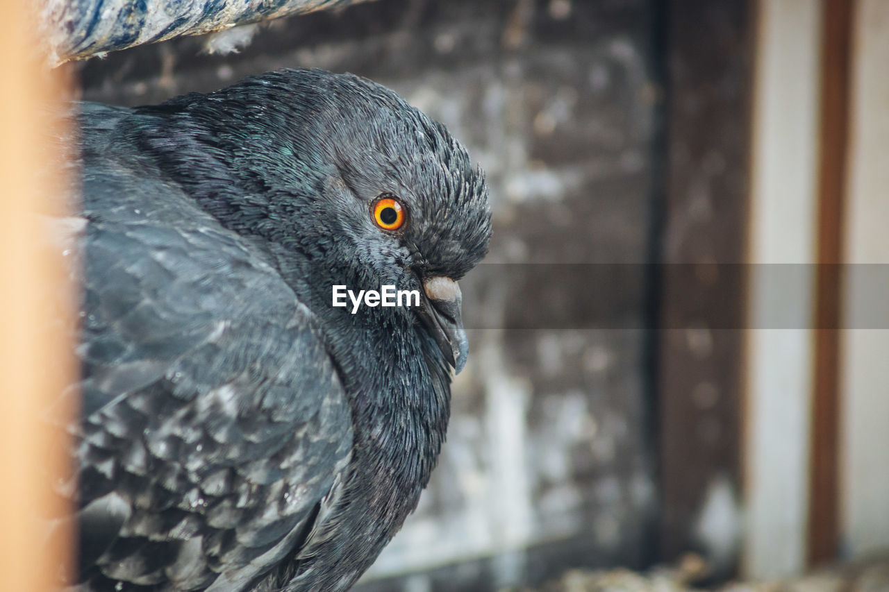 Close-up of a pigeon with orange eye