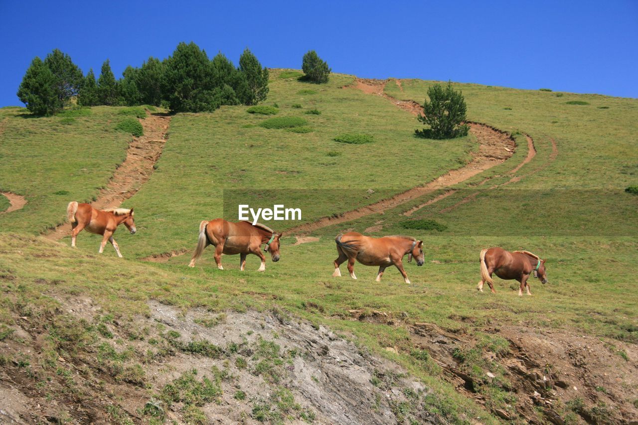 HORSES IN A FIELD
