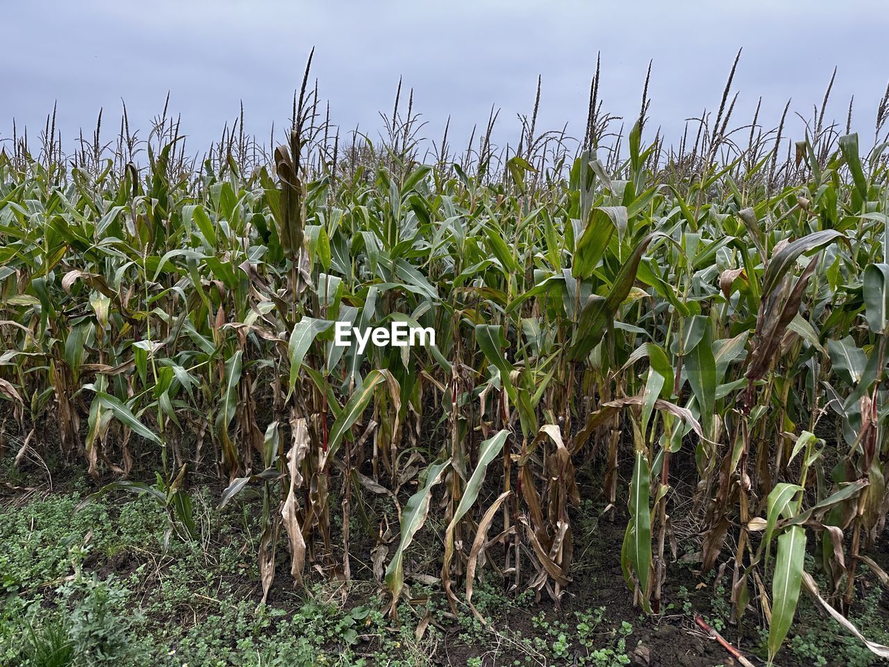 agriculture, field, land, landscape, crop, plant, corn, growth, rural scene, cereal plant, food, nature, sky, food and drink, environment, farm, vegetable, no people, cloud, plantation, day, outdoors, soil, green, beauty in nature