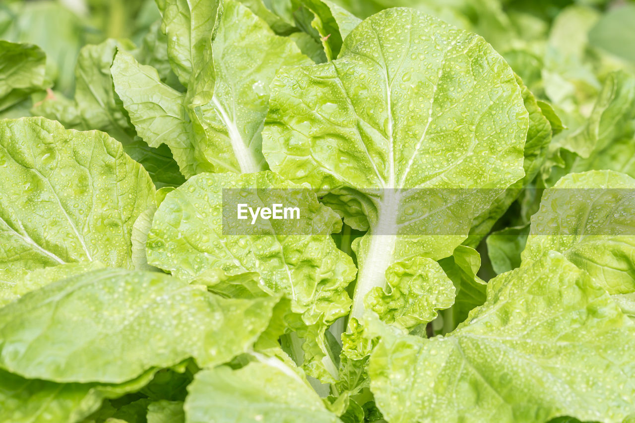 Close-up of green leaves