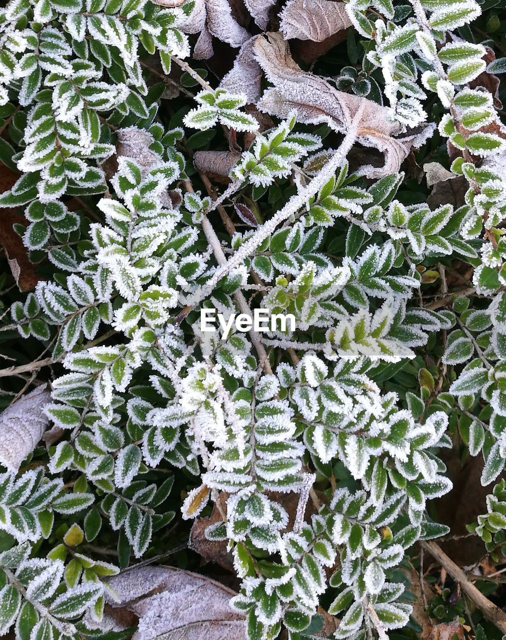 CLOSE-UP OF FROZEN PLANT ON FIELD