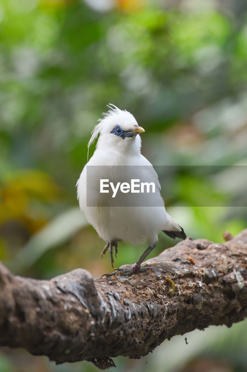 Close-up of bird perching on branch