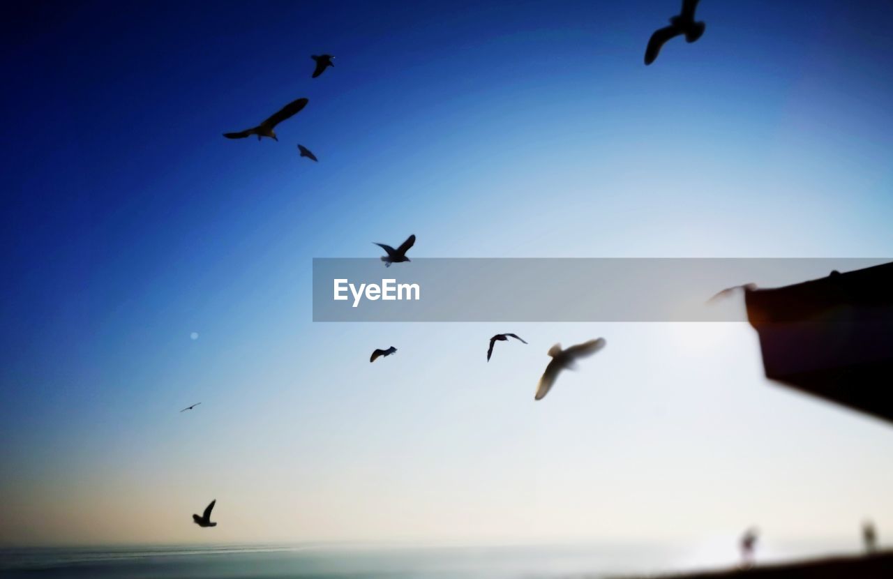 LOW ANGLE VIEW OF BIRDS FLYING