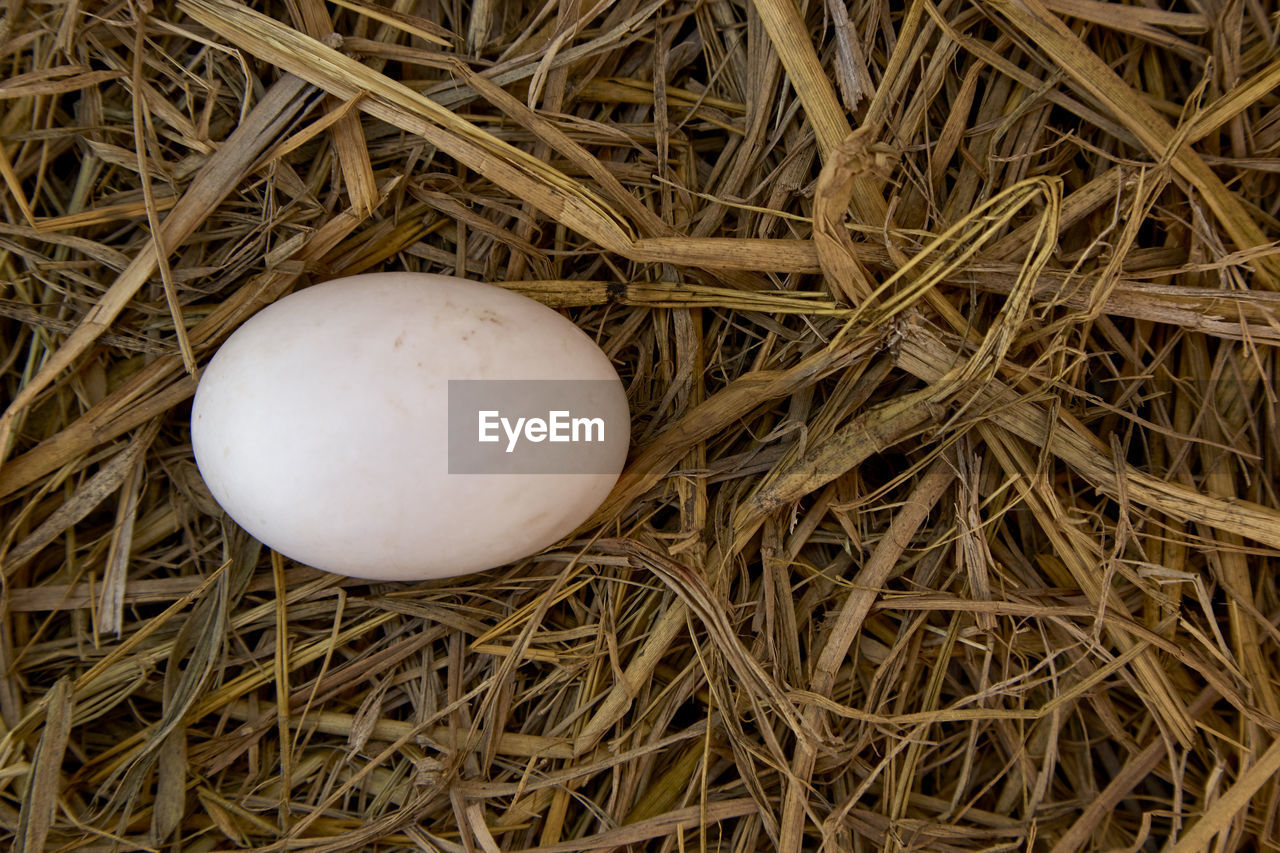 High angle view of egg in nest