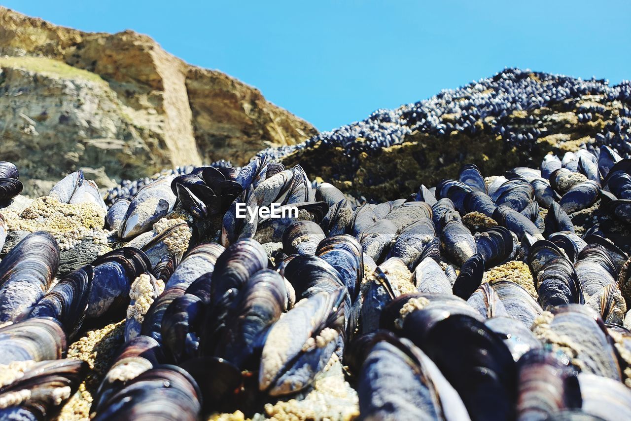 Close-up of mussel shells on rock