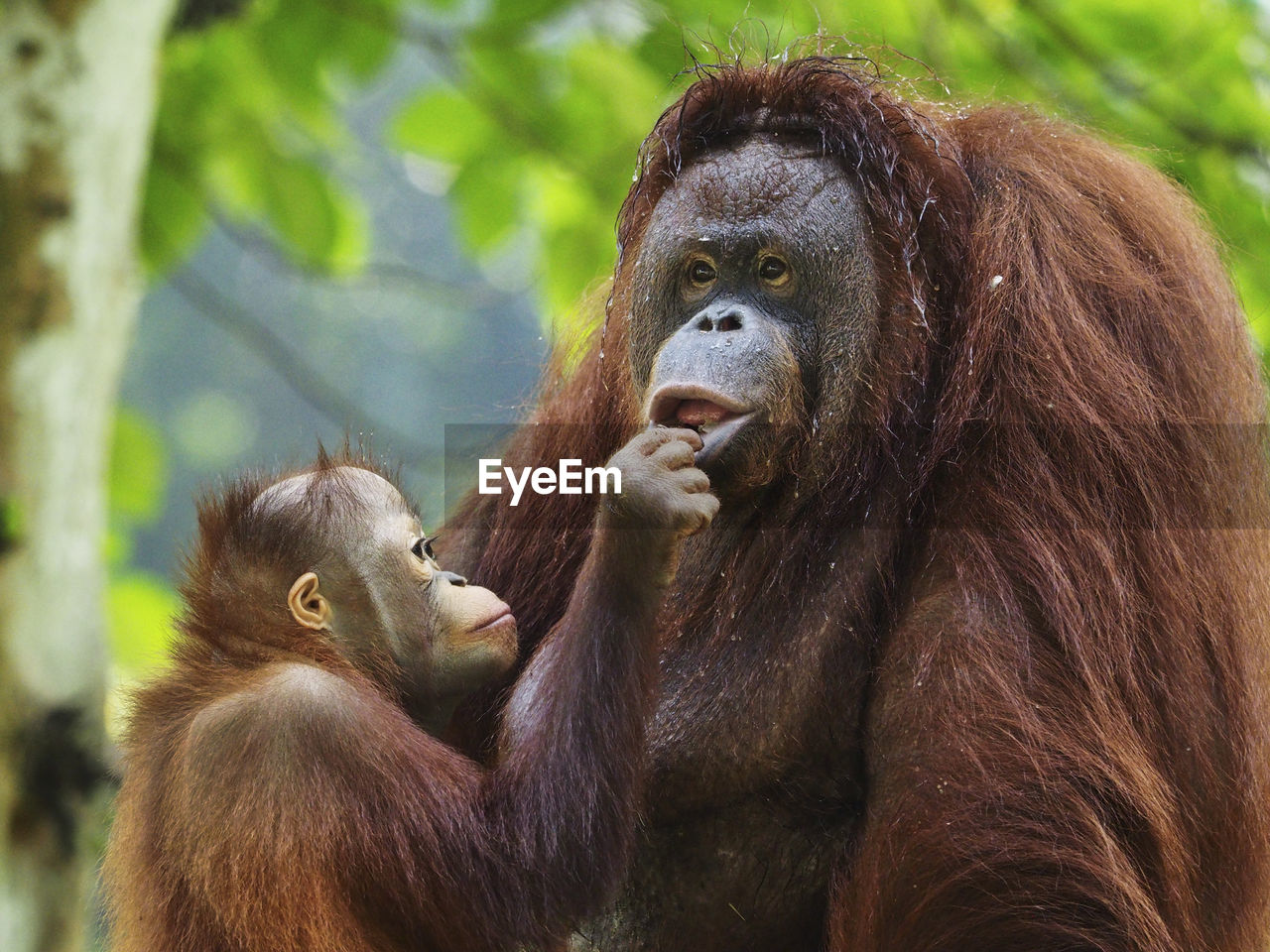 Close-up of orangutan and young orangutan
