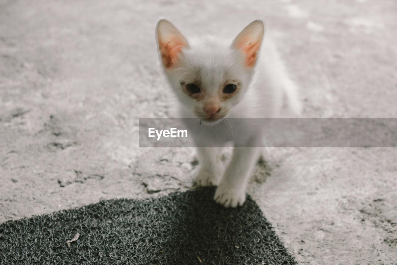 PORTRAIT OF WHITE CAT ON FLOOR