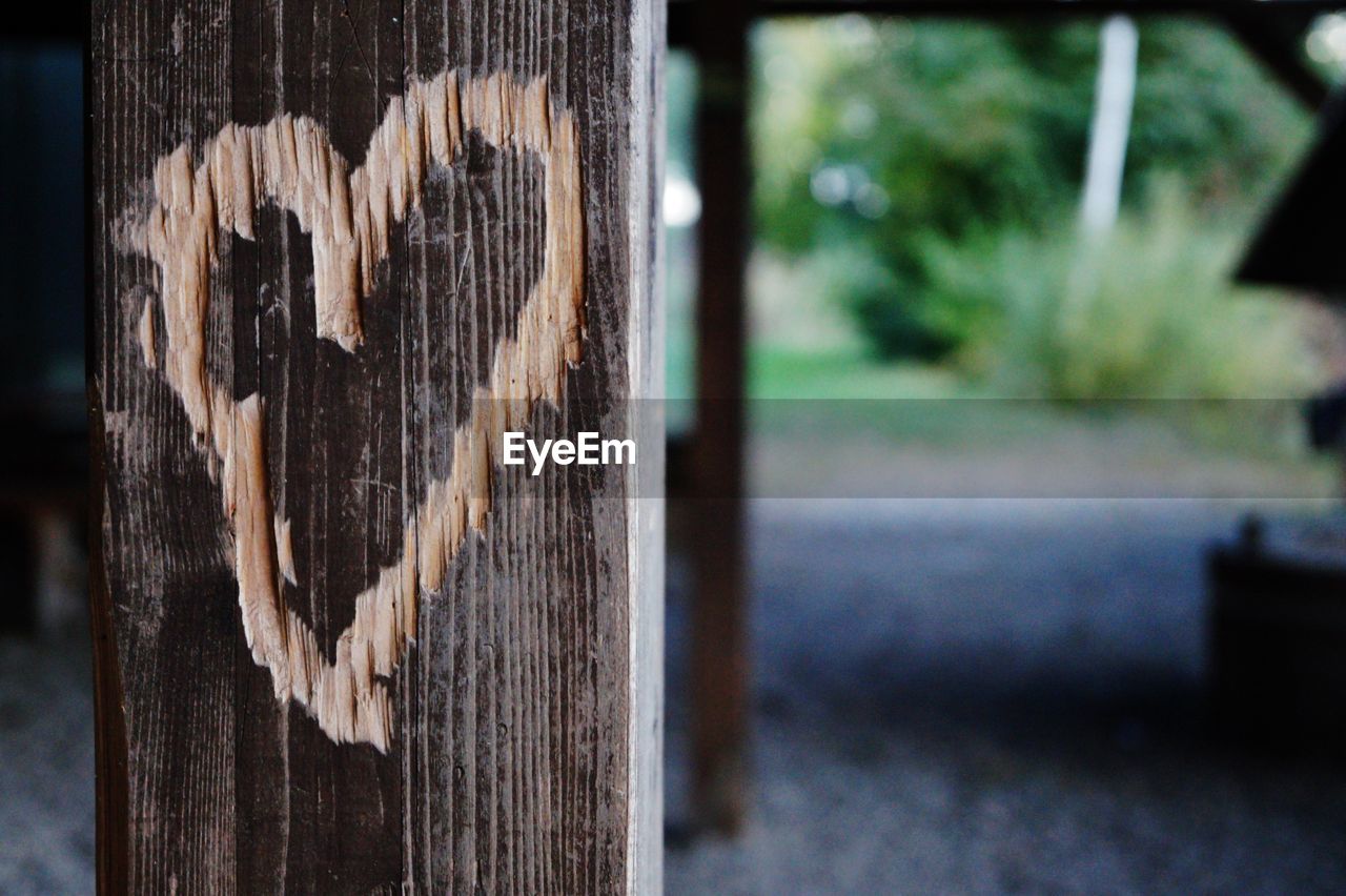 CLOSE-UP OF WOOD ON TREE