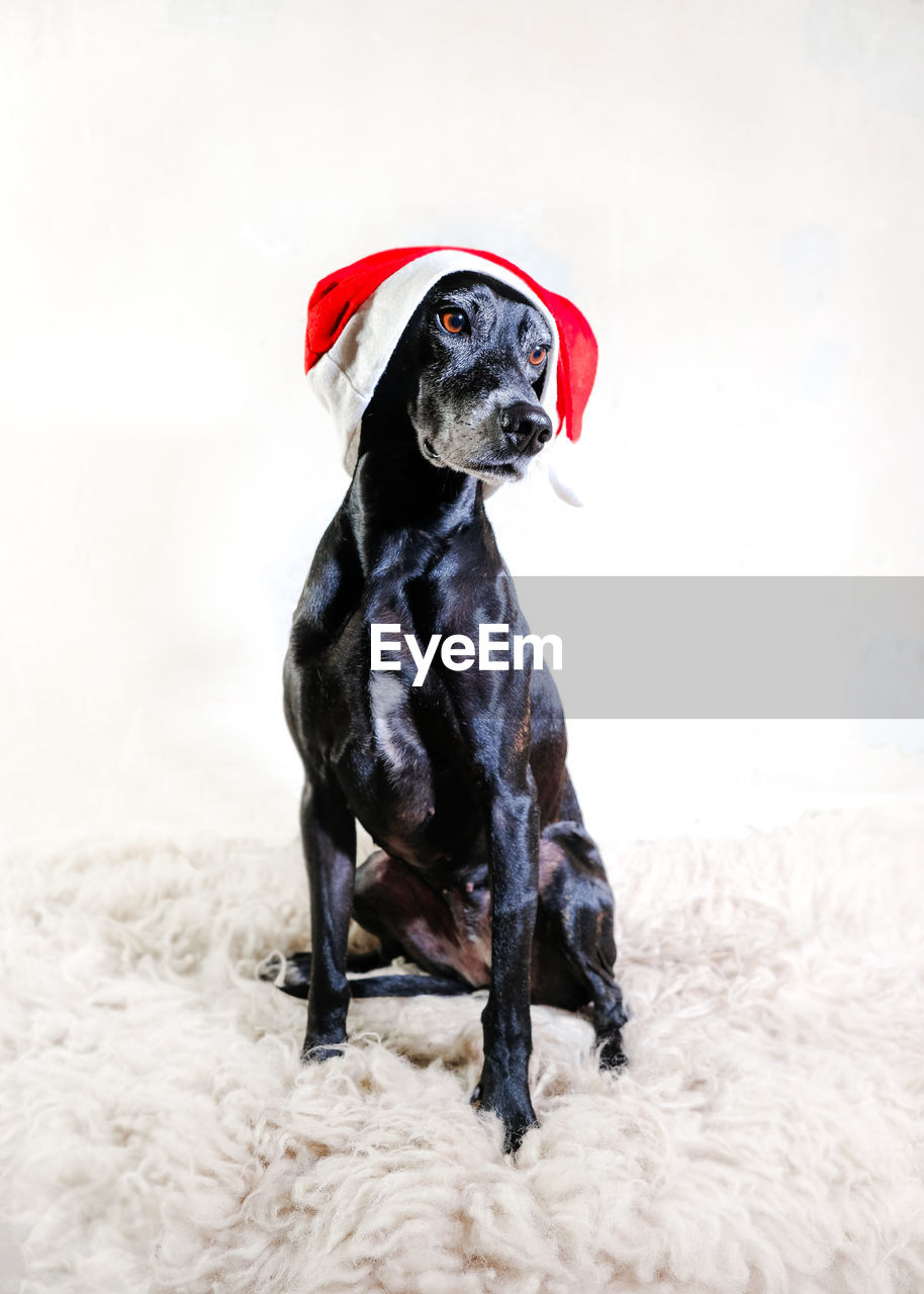 Black dog wearing a beautiful christmas hat.
