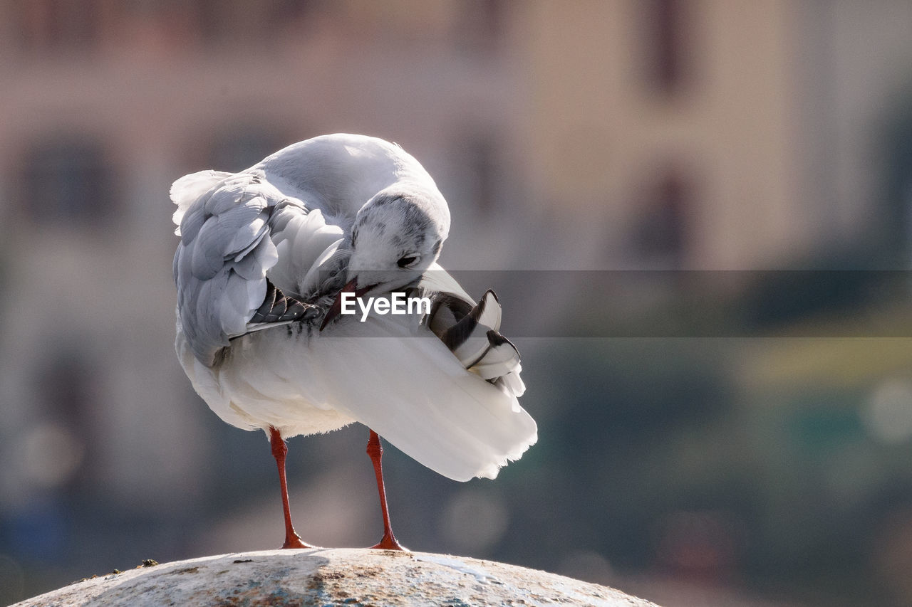 Gull that cleans the plumage. gull that cleans the plumage portrait image