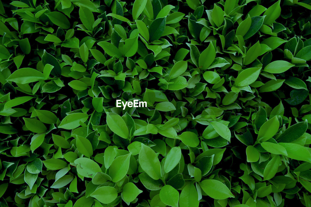 Full frame shot of plants